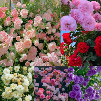 🌹 Elegant Climbing Rose Flower Seeds- 9 Rare and Breathtaking Colors Seeds (IMPORTED)
