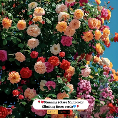 🌹 Elegant Climbing Rose Flower Seeds- 9 Rare and Breathtaking Colors Seeds (IMPORTED)